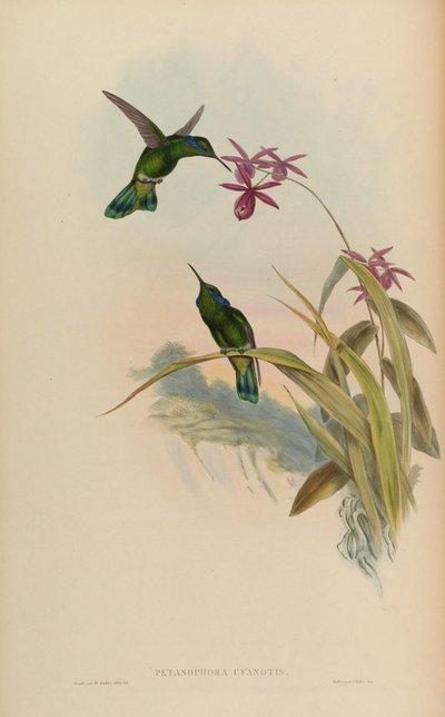 Petasophora cyanotus = Colibri thalassinus cyanotus - John Gould